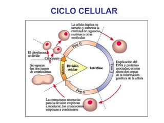 CICLO CELULAR
 