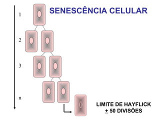 SENESCÊNCIA CELULAR1
2
3
n
LIMITE DE HAYFLICK
+ 50 DIVISÕES
 