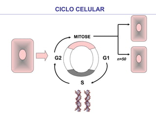 CICLO CELULAR
MITOSE
G2 G1
S
n=50
 