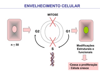ENVELHECIMENTO CELULAR
G2 G1
MITOSE
S
Modificações
Estruturais e
funcionais
n ~ 50
-Cessa a proliferação
- Célula cresce
 