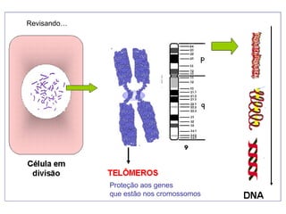 Revisando…
Proteção aos genes
que estão nos cromossomos
 