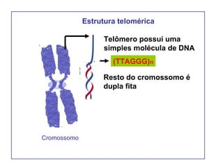 Telômero possui uma
simples molécula de DNA
Resto do cromossomo é
dupla fita
(TTAGGG)n
Estrutura telomérica
Cromossomo
 
