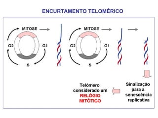 ENCURTAMENTO TELOMÉRICO
 