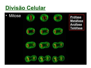 • Mitose
Divisão Celular
Prófase
Metáfase
Anáfase
Telófase
 