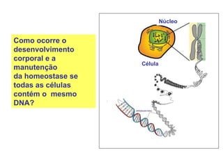 Célula
Núcleo
Como ocorre o
desenvolvimento
corporal e a
manutenção
da homeostase se
todas as células
contém o mesmo
DNA?
 