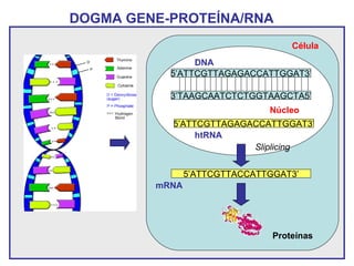 DOGMA GENE-PROTEÍNA/RNA
3’TAAGCAATCTCTGGTAAGCTA5’
5’ATTCGTTAGAGACCATTGGAT3’
Núcleo
5’ATTCGTTAGAGACCATTGGAT3’
DNA
htRNA
5’ATTCGTTACCATTGGAT3’
Proteínas
Célula
Sliplicing
mRNA
 