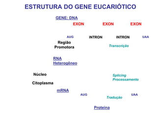 ESTRUTURA DO GENE EUCARIÓTICO
Região
Promotora
GENE: DNA
EXON EXON EXON
INTRON INTRONAUG UAA
RNA
Heterogêneo
Transcrição
Splicing
Processamento
Núcleo
Citoplasma
AUG UAA
mRNA
Proteína
Tradução
Região
Promotora
GENE: DNA
EXON EXON EXON
INTRON INTRONAUG UAA
EXON EXON EXON
INTRON INTRONAUG UAA
RNA
Heterogêneo
Transcrição
Splicing
Processamento
Núcleo
Citoplasma
AUG UAAAUG UAA
mRNA
Proteína
Tradução
 