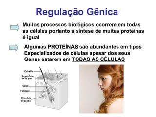 Regulação Gênica
Muitos processos biológicos ocorrem em todas
as células portanto a síntese de muitas proteínas
é igual
Algumas PROTEÍNASPROTEÍNAS são abundantes em tipos
Especializados de células apesar dos seus
Genes estarem em TODAS AS CÉLULASTODAS AS CÉLULAS
 