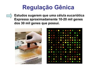Regulação Gênica
Estudos sugerem que uma célula eucariótica
Expressa aproximadamente 10-20 mil genes
dos 30 mil genes que possui.
 