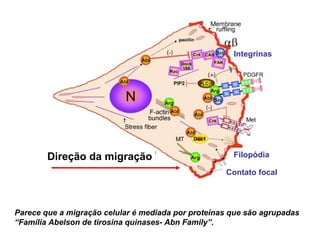 Direção da migração
Contato focal
Filopódia
Integrinas
Parece que a migração celular é mediada por proteínas que são agrupadas
“Família Abelson de tirosina quinases- Abn Family”.
 