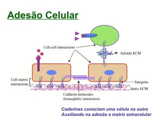 Adesão Celular
Caderinas conectam uma célula na outra
Auxiliando na adesão a matriz extracelular
 