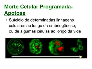 Morte Celular Programada-
Apotose
• Suícidio de determinadas linhagens
celulares ao longo da embriogênese,
ou de algumas células ao longo da vida
 