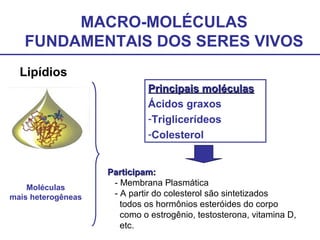 MACRO-MOLÉCULAS
FUNDAMENTAIS DOS SERES VIVOS
Lipídios
Principais moléculasPrincipais moléculas
Ácidos graxos
-Triglicerídeos
-Colesterol
Moléculas
mais heterogêneas
Participam:Participam:
- Membrana Plasmática
- A partir do colesterol são sintetizados
todos os hormônios esteróides do corpo
como o estrogênio, testosterona, vitamina D,
etc.
 