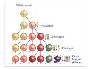 Célula normal
1a
Mutação
2a
Mutação
3a
Mutação
Célula
Maligna
(Câncer)
 