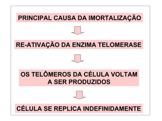 PRINCIPAL CAUSA DA IMORTALIZAÇÃO
RE-ATIVAÇÃO DA ENZIMA TELOMERASE
OS TELÔMEROS DA CÉLULA VOLTAM
A SER PRODUZIDOS
CÉLULA SE REPLICA INDEFINIDAMENTE
 