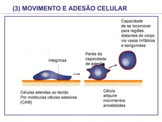(3) MOVIMENTO E ADESÃO CELULAR
 