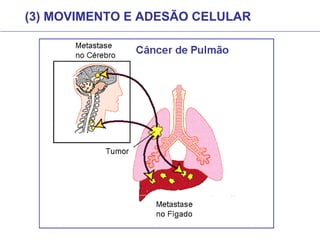 (3) MOVIMENTO E ADESÃO CELULAR
 