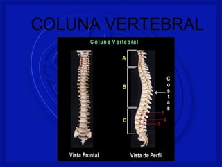 COLUNA VERTEBRAL 
 