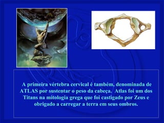 A primeira vértebra cervical é também, denominada de
ATLAS por sustentar o peso da cabeça. Atlas foi um dos
Titans na mitologia grega que foi castigado por Zeus e
obrigado a carregar a terra em seus ombros.
 