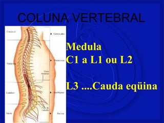 COLUNA VERTEBRAL
Medula
C1 a L1 ou L2
L3 ....Cauda eqüina
 