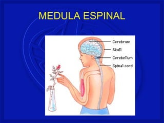 MEDULA ESPINAL
 
