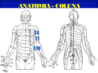 ANATOMIA - COLUNA
 