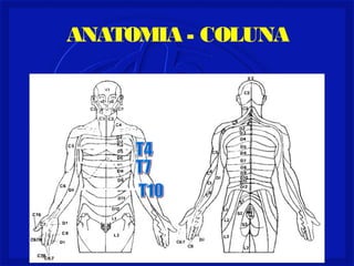 ANATOMIA - COLUNA
 