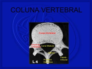 COLUNA VERTEBRAL
 