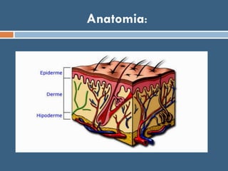 Anatomia:
 