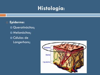 Histologia:
 Epiderme:
 Queratinócitos;
 Melanócitos;
 Células de
Langerhans;
 