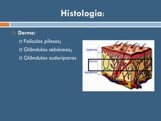 Histologia:
 Derme:
 Folículos pilosos;
 Glândulas sebáceas;
 Glândulas sudoríparas
 