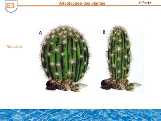 E3E3 Adaptações das plantas 1ª Parte
Nos catos
 