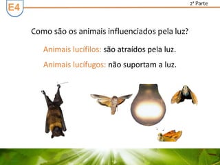 E3E4
2ª Parte
Como são os animais influenciados pela luz?
Animais lucífilos: são atraídos pela luz.
Animais lucífugos: não suportam a luz.
 