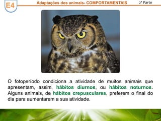E3E4
2ª ParteAdaptações dos animais- COMPORTAMENTAIS
O fotoperíodo condiciona a atividade de muitos animais que
apresentam, assim, hábitos diurnos, ou hábitos noturnos.
Alguns animais, de hábitos crepusculares, preferem o final do
dia para aumentarem a sua atividade.
 