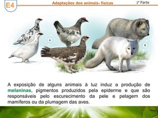 Adaptações dos animais- físicas 2ª Parte
A exposição de alguns animais à luz induz a produção de
melaninas, pigmentos produzidos pela epiderme e que são
responsáveis pelo escurecimento da pele e pelagem dos
mamíferos ou da plumagem das aves.
E4
 