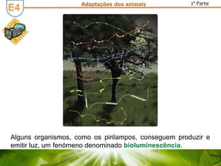 Adaptações dos animais 2ª Parte
Alguns organismos, como os pirilampos, conseguem produzir e
emitir luz, um fenómeno denominado bioluminescência.
E4
 