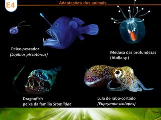 Adaptações dos animais 2ª Parte
E4
Medusa das profundezas
(Atolla sp)
Peixe-pescador
(Lophius piscatorius)
Dragonfish
peixe da família Stomiidae
Lula de rabo-cortado
(Euprymna scolopes)
 