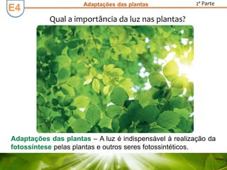 E3E3 Adaptações das plantas 2ª Parte
Adaptações das plantas – A luz é indispensável à realização da
fotossíntese pelas plantas e outros seres fotossintéticos.
Qual a importância da luz nas plantas?
E4
 
