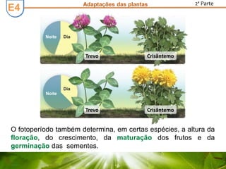 E3E3 Adaptações das plantas 2ª Parte
O fotoperíodo também determina, em certas espécies, a altura da
floração, do crescimento, da maturação dos frutos e da
germinação das sementes.
Noite
Noite
Dia
Dia
Trevo Crisântemo
Trevo Crisântemo
E4
 