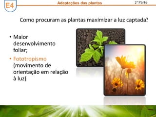 E3E3 Adaptações das plantas 2ª Parte
Como procuram as plantas maximizar a luz captada?
• Maior
desenvolvimento
foliar;
• Fototropismo
(movimento de
orientação em relação
à luz)
E4
 