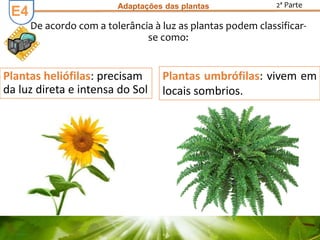 E3E3 Adaptações das plantas 2ª Parte
E4
Plantas heliófilas: precisam
da luz direta e intensa do Sol
Plantas umbrófilas: vivem em
locais sombrios.
De acordo com a tolerância à luz as plantas podem classificar-
se como:
 