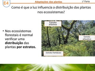 Adaptações das plantas 2ª Parte
Como é que a luz influencia a distribuição das plantas
nos ecossistemas?
• Nos ecossistemas
florestais é normal
verificar uma
distribuição das
plantas por estratos.
Estrato
arbóreo
Estrato
arbustivo
Estrato herbáceo
E4
 