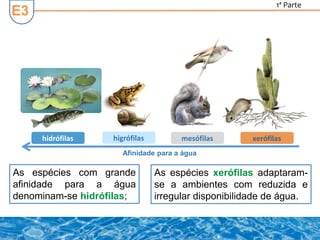 As espécies com grande
afinidade para a água
denominam-se hidrófilas;
E3
As espécies xerófilas adaptaram-
se a ambientes com reduzida e
irregular disponibilidade de água.
Afinidade para a água
hidrófilas higrófilas mesófilas xerófilas
1ª Parte
 