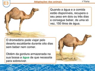 E3E3 Adaptações dos animais
O dromedário pode viajar pelo
deserto escaldante durante oito dias
sem beber nem comer.
Obtém da gordura armazenada na
sua bossa a água de que necessita
para sobreviver.
Quando a água e a comida
estão disponíveis, recupera o
seu peso em dois ou três dias
e consegue beber, de uma só
vez, 150 litros de água.
1ª Parte
 