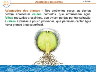 E3E3
Adaptações das plantas – Nos ambientes secos, as plantas
podem apresentar caules carnudos, que armazenam água,
folhas reduzidas a espinhos, que evitam perdas por transpiração,
e raízes extensas e pouco profundas, que permitem captar água
numa grande área superficial.
Adaptações das plantas 1ª Parte
 
