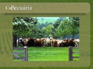 CaçaPecuária
 