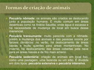 Formas de criação de animais
 Pecuária nômade: os animais são criados se deslocando
junto a população humana. É muito comum em áreas
desérticas como na Arábia Saudita, onde água é escassa e
há necessidade de mudança de local em busca desse
manancial.
 Pecuária transumante: muito parecida com a nômade,
porém a mudança dos animais e das pessoas ocorre por
fatores climáticos: no verão, há deslocamento de áreas
baixas e muito quentes para áreas montanhosas. No
inverno, há deslocamento das áreas cobertas pela neve
para as áreas baixas e de frio mais ameno.
 Pecuária sedentária: criação de animais em local fixo,
como uma pastagem, uma fazenda ou um sítio. É dividida
em dois tipos: pecuária extensiva e pecuária intensiva.
 