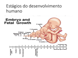 Estágios	do	desenvolvimento	
humano
 