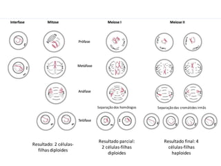 Resultado:	2	células-
filhas	diploides
Resultado	parcial:	
2	células-filhas	
diploides
Resultado	final:	4	
células-filhas	
haploides
Separação	dos	homólogos Separação	das	cromátides	irmãs
 