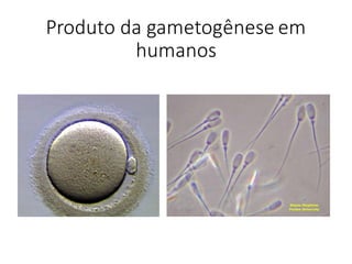 Produto	da	gametogênese	em	
humanos
 